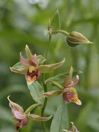 Image result for Epipactis africana