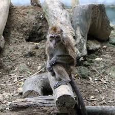 We were surprised that th Ninoy Aquino Parks And Wildlife Center Zoochat