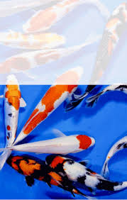 Explore 15 listings for small koi fish for sale at best prices. 168 Koi Farm Producers Of High Quality Koi