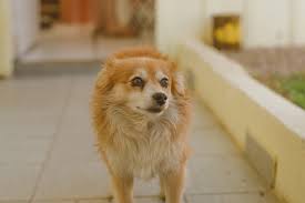Meu nome é vanessa e, na maior parte do meu tempo, sou redatora. Hund Cao Cachorro Kostenloses Foto Auf Pixabay