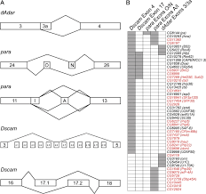 Consequently, the proteins translated from. Identification Of Alternative Splicing Regulators By Rna Interference In Drosophila Pnas