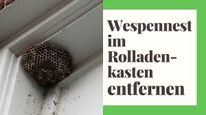 Klar, wenn schon einmal eier drin liegen, ist es meiner kenntnis nach verboten, aber. Wespennest Im Rolladenkasten Entfernen Das Mussen Sie Beachten Youtube