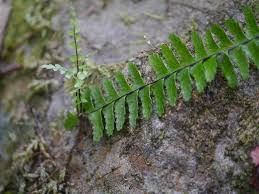 Image result for Asplenium normale