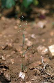 Image result for Eragrostis phyllacantha