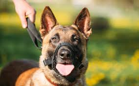 Focinheira costuma ser um objeto polêmico entre os donos, pois existe muito preconceito em torno do tema. Conheca Os Tipos De Focinheira E Saiba Quando E Necessario Utilizar Amo Pets