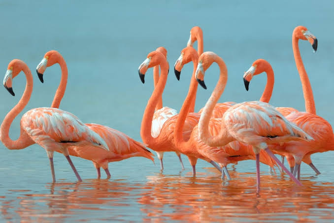 Dove vedere i fenicotteri a Comacchio - Viaggi Low Cost