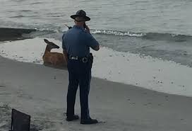 deer rescued at nantasket beach universal hub