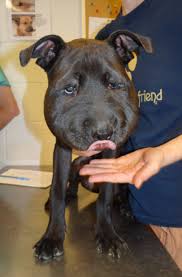 Anybody have a clue why my dog is suddenly swelling around her throat? Puppy With Bungee Cord Around Neck Swollen Head Rescued In St Louis Law And Order Stltoday Com