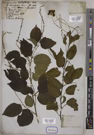 Image result for Gouania