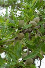 Maybe you would like to learn more about one of these? Green Young Almonds Nuts Growing On Almond Tree Stock Photo Picture And Royalty Free Image Image 103660623