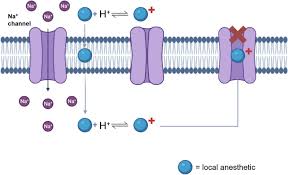 Image result for Sodium Channel Blocker