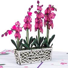 Then select one of the rows and move it so that the top of the bottom text is touching the base of the top text. Amazon Com Paper Love Orchids Pop Up Card Handmade 3d Popup Greeting Cards For Mothers Day Valentines Day Wedding Anniversary Love Romance Thank You Thinking Of You Sympathy All Occasion 5