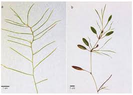 Image result for Potamogeton octandrus