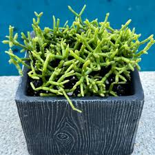 Image result for Rhipsalis