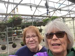 Monarch butterflies in full bloom