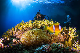 It will be one of four aquatic sports at t. Quality Divers Excellence Around The World