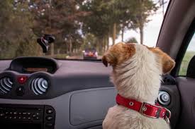 Great savings & free delivery / collection on many items. 3 Car Seats For Dogs How To Travel Safely With Your Pet Dogs Of Australia