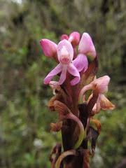 Image result for Impatiens runssorensis