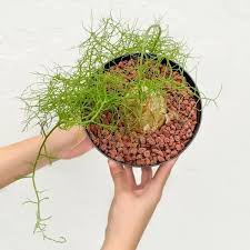 Image result for Bowiea volubilis