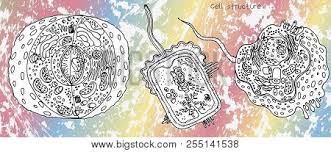 Animal cells usually have an irregular shape, and plant cells usually have a regular shape. Animal Cell Bacterial Cell And Plant Cell Structure Cross Section Detailed Colorful Anatomy On Bright Gradient Background For Science Lessons Doodle Color Poster Id 255141538