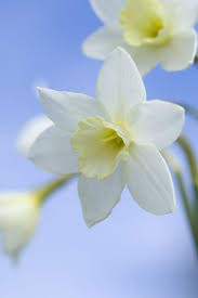 Narcissus Pacific Coast Gardenersworld Com Gardenersworld Com Daffodil Flower Spring Flowers Daffodils