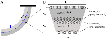 Which cell is not missing any organelles compared to model 1? Quantitative Regulation Of The Dynamic Steady State Of Actin Networks Elife