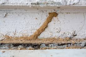 And, they do not have super jaws that can chew through steel. Termites Info Do Termites Eat Cement