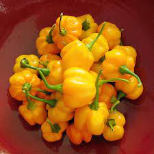 Carolina reaper, chocolate reaper, peach reaper, yellow reaper, purple cayenne, datil, ghost, purple ghost, trinidad scorpion, apocalypse scorpion, shishito, yellow scotch, chocolate habanero, red. Scotch Bonnet Liberal Dictionary