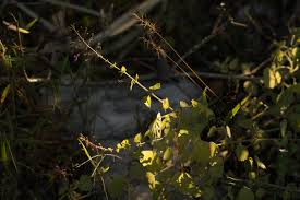 Image result for Equilabium gracile