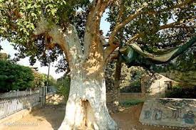 Jericho Bibleplaces Com Sycamore Tree Jericho Bible Pictures