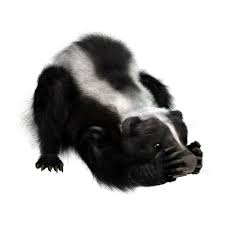 Skunk Spray Does More Than Smell It Can Hurt Your Dog