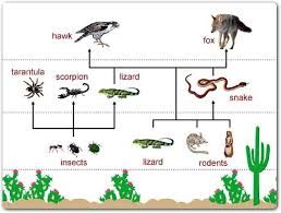 It may seem like local cuisine is under threat when you find a mcdonald's or kentucky fried chicken outside the united states, but the truth is more complicated than that. Food Web And Food Chain Sahara Desert