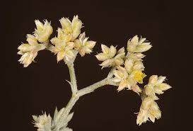 Image result for Polycarpaea eriantha