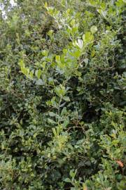 Image result for Rhoicissus tomentosa