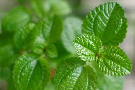 Maybe you would like to learn more about one of these? Apple Mint Vs Peppermint Spiceography Showdown Spiceography