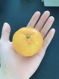 Orange Orange Seventeen Fruit