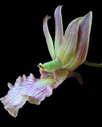 Image result for Eulophia obscura