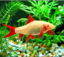 Tetapi ikan hias air tawar ini tidak hanya dipelihara saja, kini banyak juga orang yang membudidayakannya dan menjadikannya salah karena selain termasuk pada jenis ikan hias air tawar, ikan cupang juga merupakan ikan aduan. Jenis Ikan Hias Air Tawar Terlengkap Dari Semua Kategori Ikan Hias Air Tawar Laut Dan Aquarium