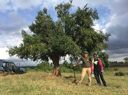 Image result for Acokanthera schimperi