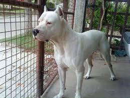 Dogo Argentino Kopek