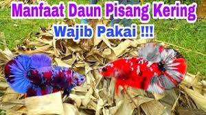 Selain enak untuk dimakan secara langsung, pisang raja juga dapat diolah menjadi kue bolu daging buahnya tebal, bertekstur kering tanpa biji. Manfaat Daun Pisang Kering Untuk Ikan Cupang Youtube