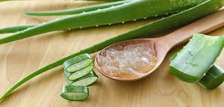 Bentuk tanaman lidah buaya pendek dengan daun yang panjang, tebal, dan bergerigi di bagian tepinya. 4 Produk Lidah Buaya Buat Kamu Yang Suka Banget Kegiatan Outdoor
