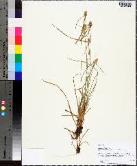 Image result for Kyllinga odorata