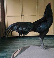 For Sale Jantan Supergreen Dari Jenis Ayam Ratu Malaysia Arm Facebook