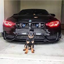 Dogs Allowed Super Cars Bmw Amazing Cars