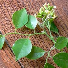 Image result for Dalbergia sissoo