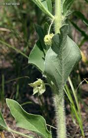 Image result for Nyctaginaceae