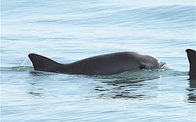 There are 197 vaquita marina for sale on etsy, and they cost $17.48 on average. Vaquitas Marinas Solo Quedan Entre 6 Y 19 Animales En Mexico