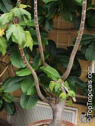 Image result for Obetia