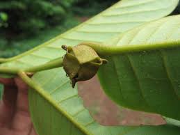 Image result for Uvaria angolensis